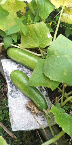 Pepino Limão Redondo Amarelo