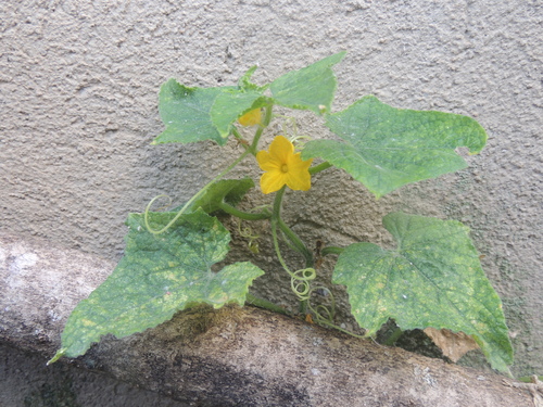 Pepino Limão Redondo Amarelo