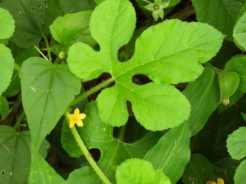 Maxixe Comum Espinhoso