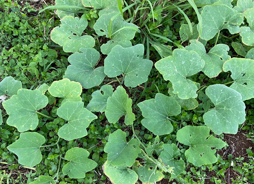 Abobrinha Italiana Verde