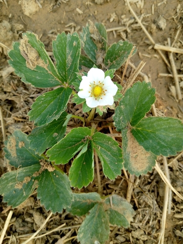 Morango Comum de Vaso de Horta