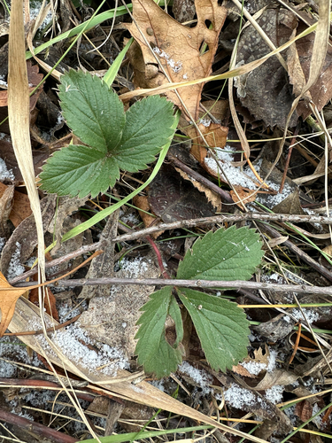 Morangueiro Silvestre Americano