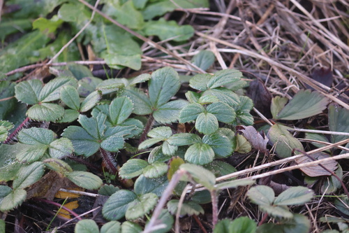 Morango Branco Silvestre