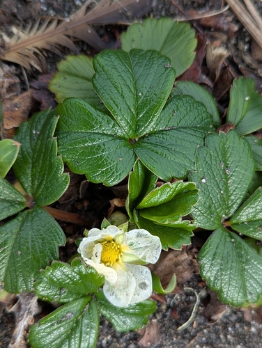 Morango Branco Silvestre