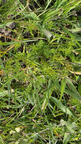 Camomila Comum para Infusão