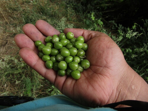 Boldo-do-chile Original