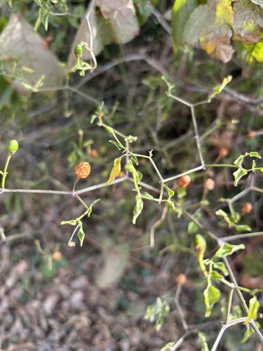 Pimenta Jalapeño de Horta