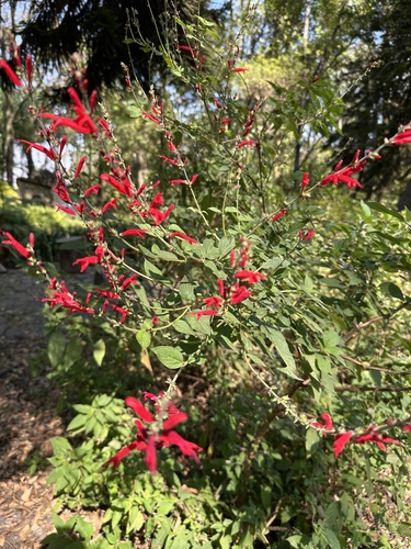 Sálvia-abacaxi de Aroma Frutado
