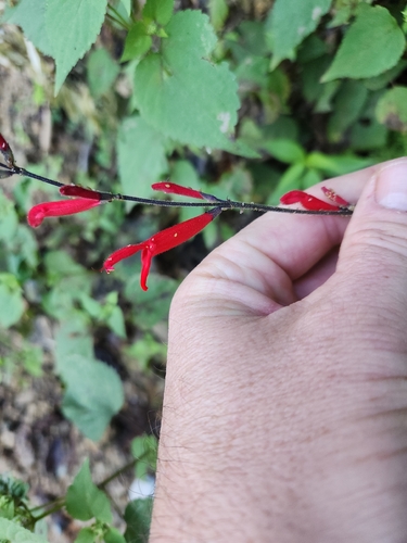 Sálvia-abacaxi de Aroma Frutado