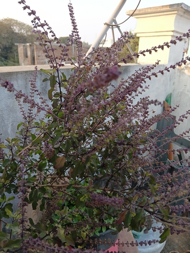 Tulsi (Manjericão Sagrado Indiano)