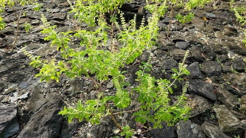 Tulsi (Manjericão Sagrado Indiano)