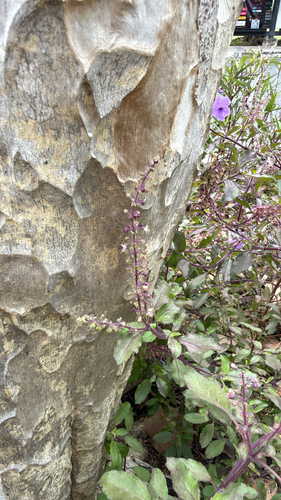 Tulsi (Manjericão Sagrado Indiano)