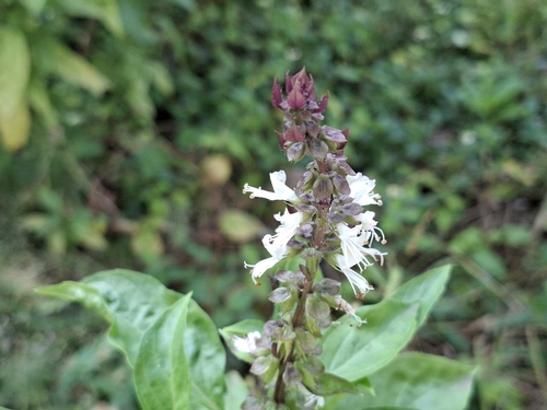 Tulsi (Manjericão Sagrado Indiano)