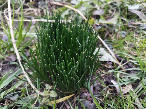 Cebolinha Francesa Gigante