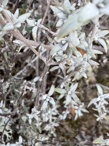 Tomilho-alcaravia de Aroma Cítrico
