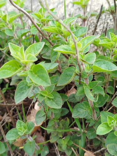 Orégano Grego Picante