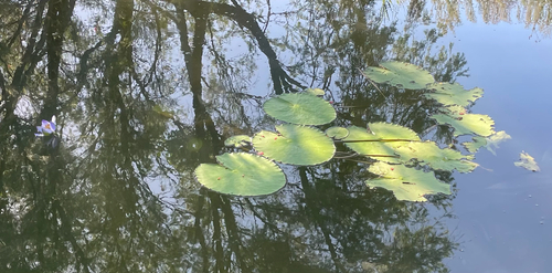 Lírio-d'água Gigante Australiano