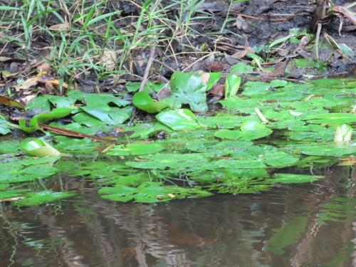 Lírio-d'água da Amazônia Noturno