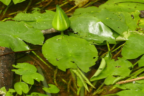 Lírio-d'água da Amazônia Noturno