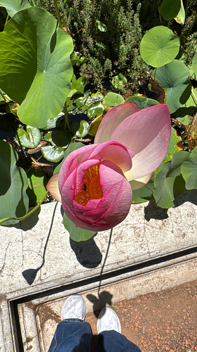 Lótus Sagrado Rosa
