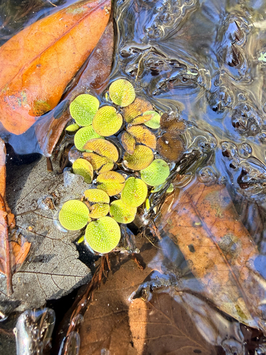 Salvínea-miúda-flutuante