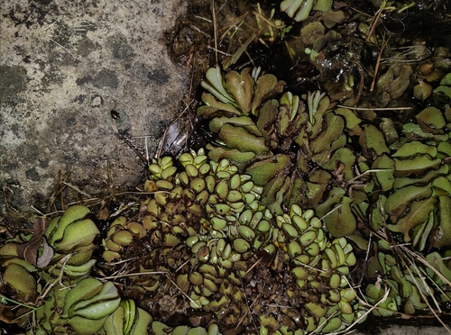 Salvínea-de-capuz-asiática