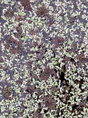Azola-carolina-verde-vermelha