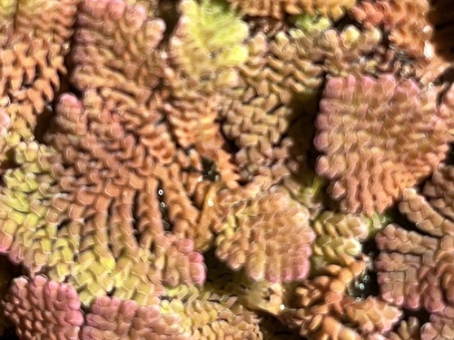 Azola-pinada-asiática