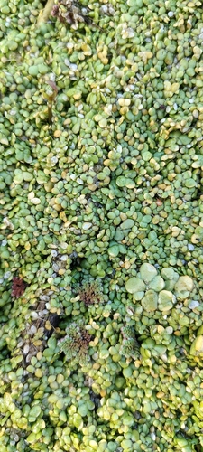 Lentilha-d'água-giba-gorda