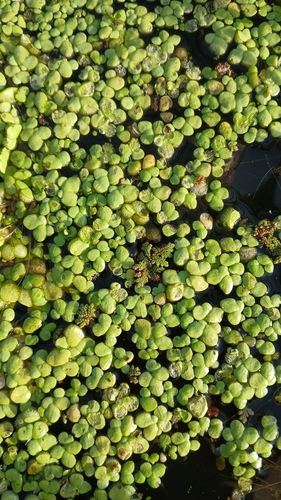 Lentilha-d'água-giba-gorda