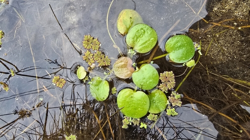 Esponja-d'água-da-amazônia
