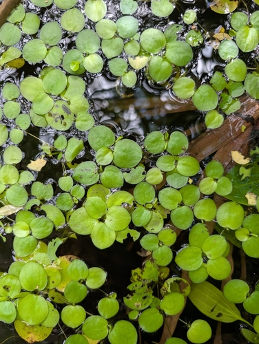 Esponja-d'água-da-amazônia