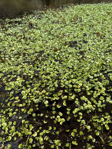 Esponja-d'água-da-amazônia