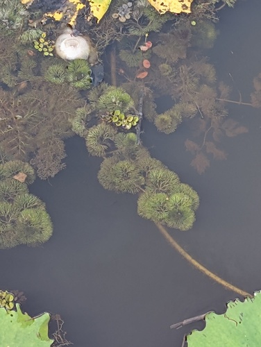 Cabomba-comum-da-amazônia