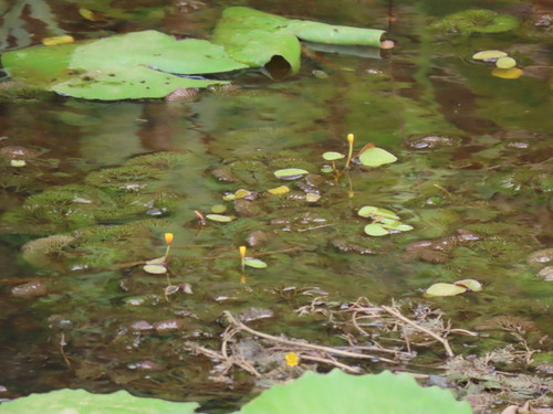 Cabomba-comum-da-amazônia