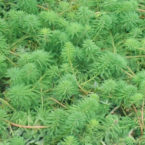 Pinheirinho-do-mato-grosso