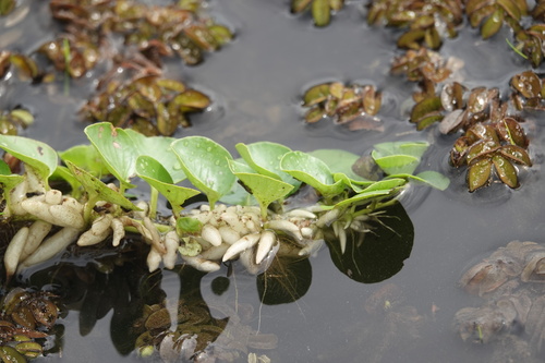 Ludwigia-flutuante-de-raiz-branca