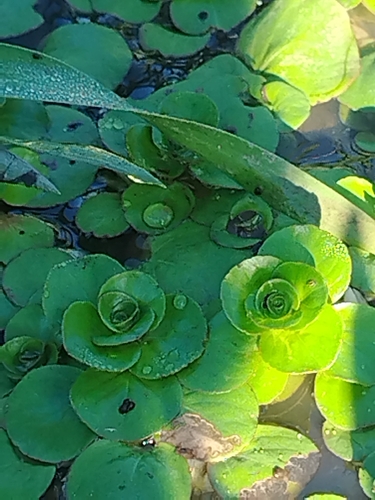 Ludwigia-flutuante-de-raiz-branca