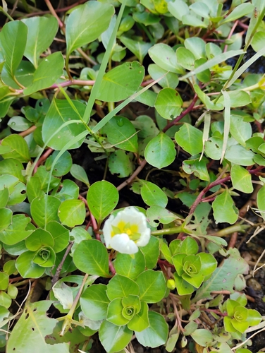 Ludwigia-flutuante-de-raiz-branca