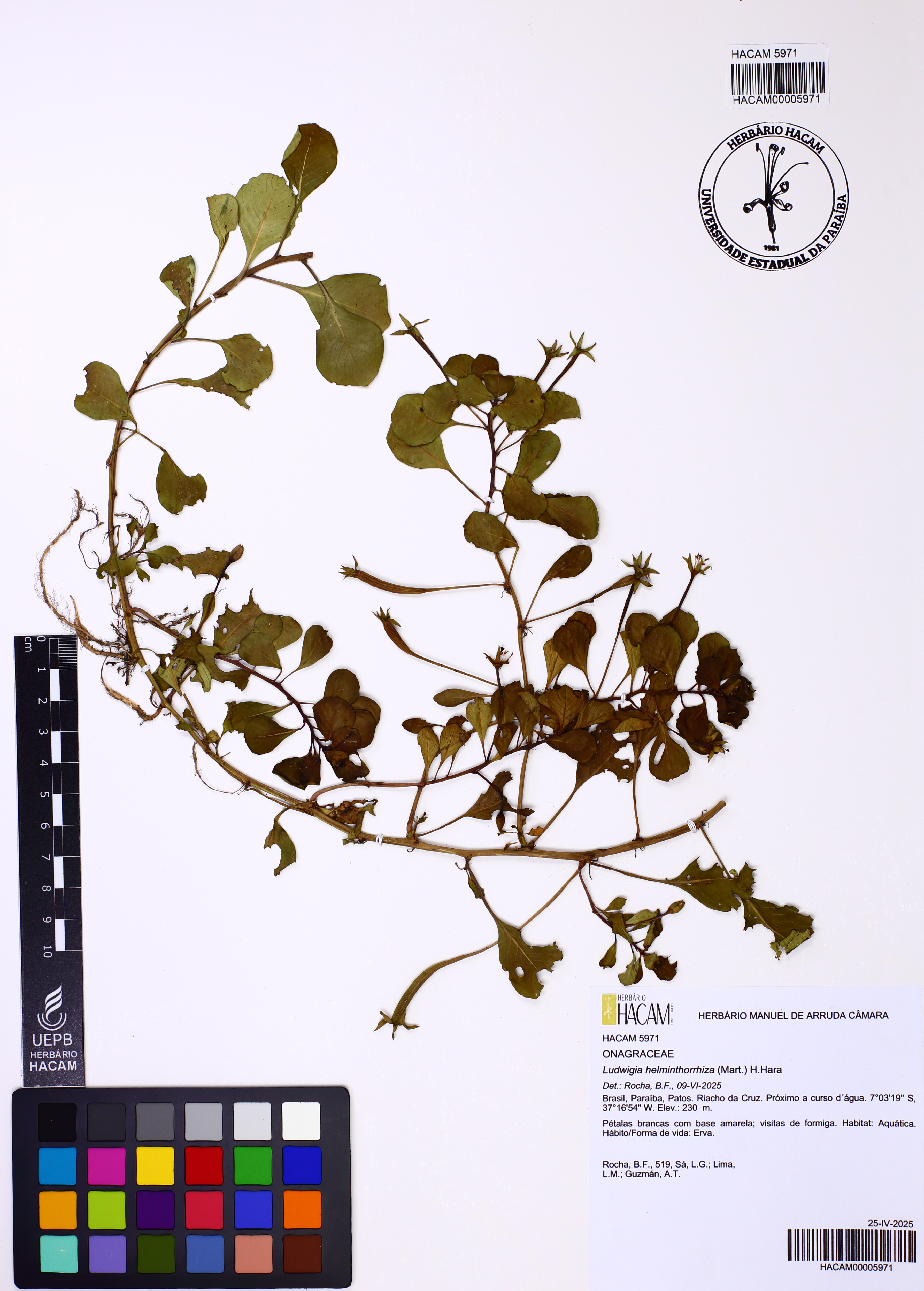 Ludwigia-flutuante-de-raiz-branca