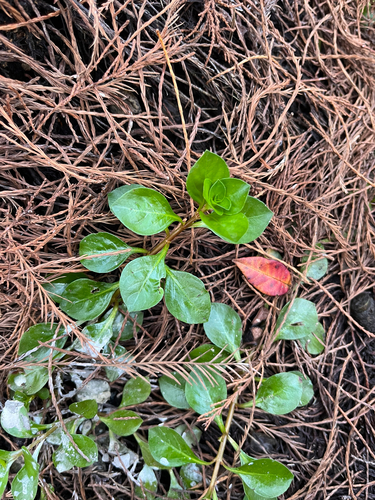 Ludwigia-rasteira-vermelha