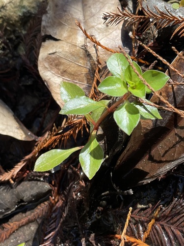 Ludwigia-rasteira-vermelha