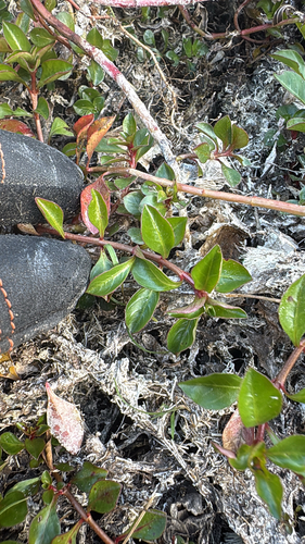Ludwigia-rasteira-vermelha