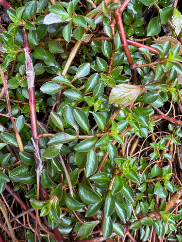Ludwigia-rasteira-vermelha