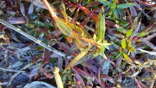 Ludwigia-agulha-fina