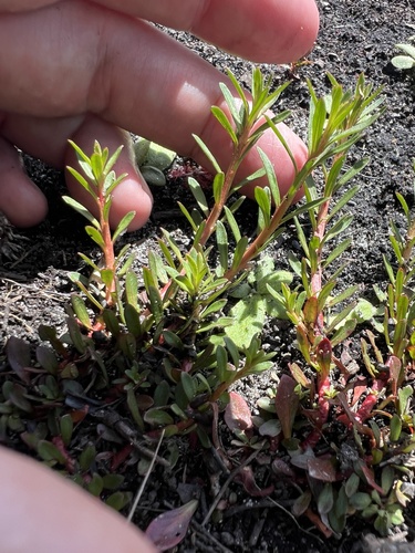 Ludwigia-agulha-fina