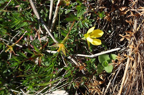 Ludwigia-agulha-fina