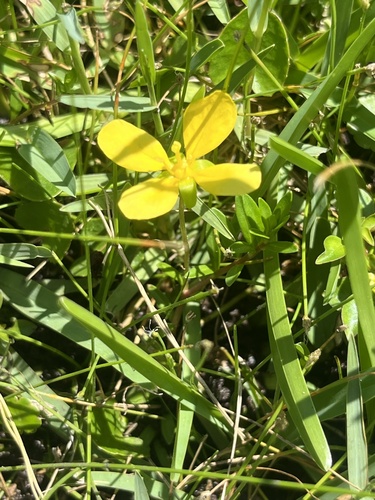 Ludwigia-agulha-fina