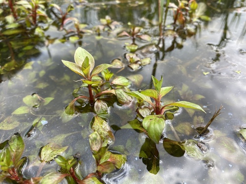 Ludwigia-do-pântano-verde