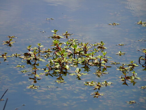 Ludwigia-do-pântano-verde